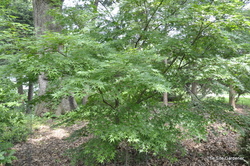 Acer palmatum 'Nishiki Gawa' — photo 2